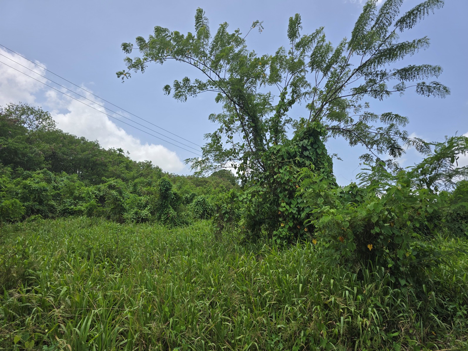 59,683 sqft (1.37 acre) residential lot for sale in Morne Daniel, Dominica – inquire for price