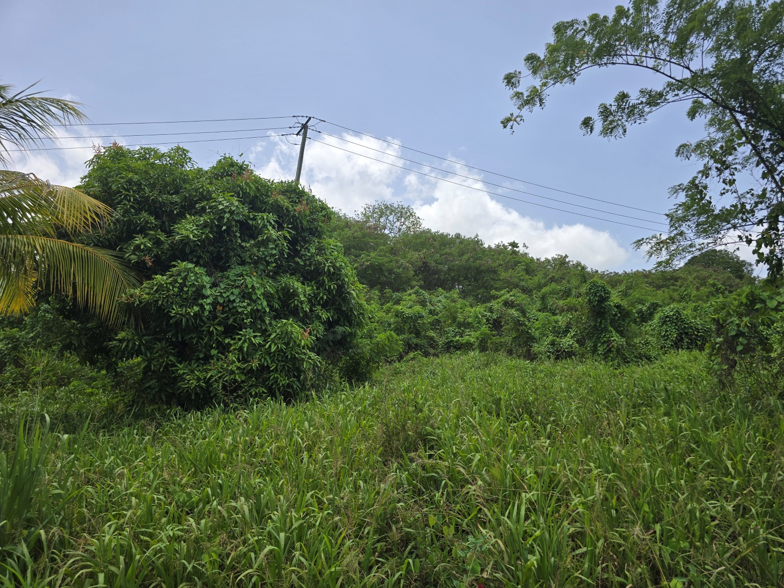 59,683 sqft (1.37 acre) residential lot for sale in Morne Daniel, Dominica – inquire for price