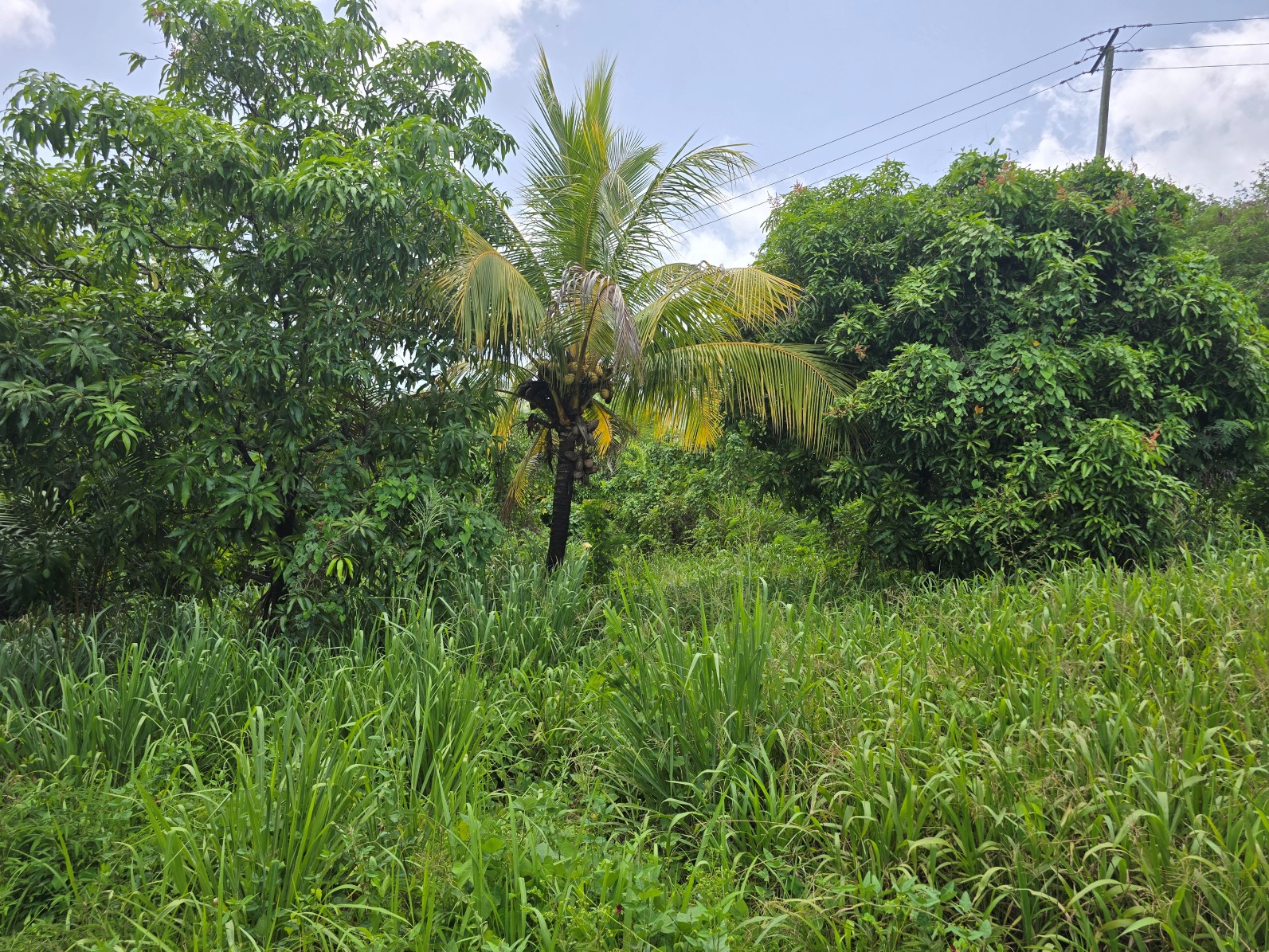59,683 sqft (1.37 acre) residential lot for sale in Morne Daniel, Dominica – inquire for price
