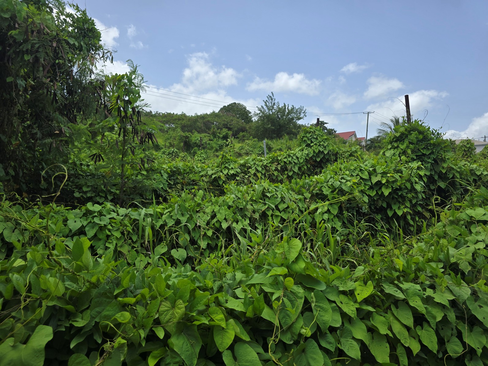 59,683 sqft (1.37 acre) residential lot for sale in Morne Daniel, Dominica – inquire for price