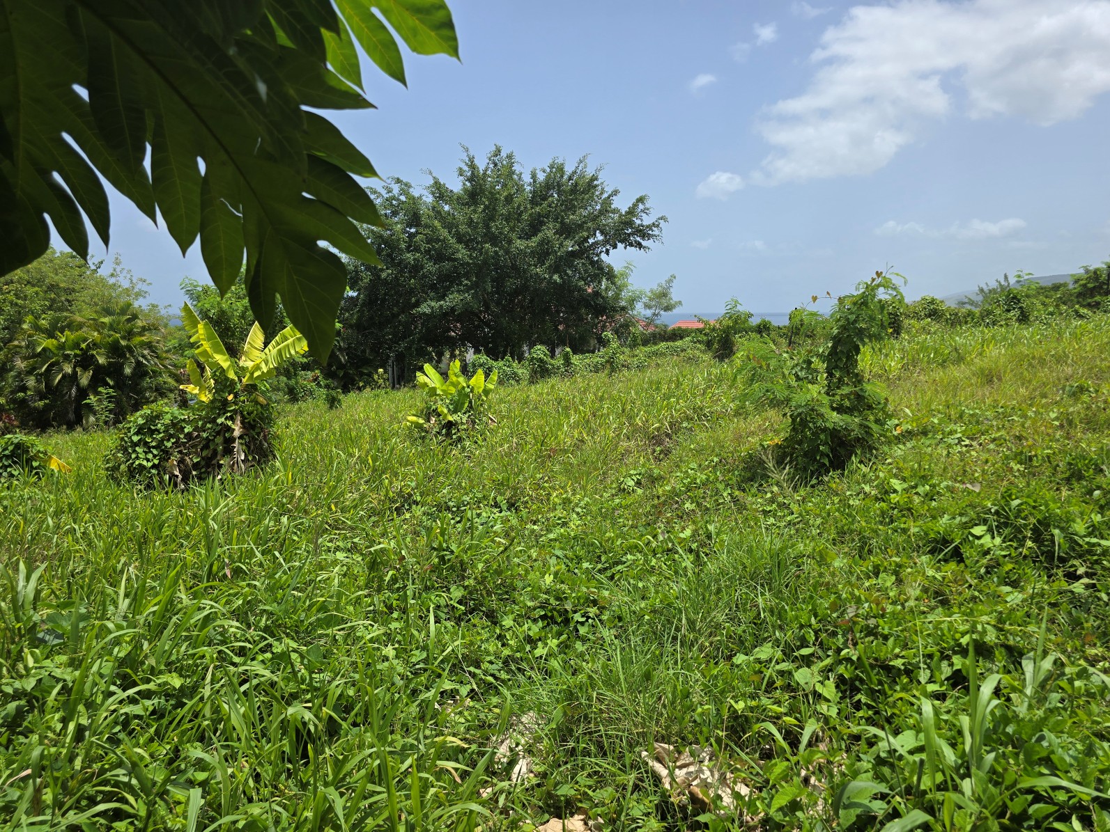 59,683 sqft (1.37 acre) residential lot for sale in Morne Daniel, Dominica – inquire for price