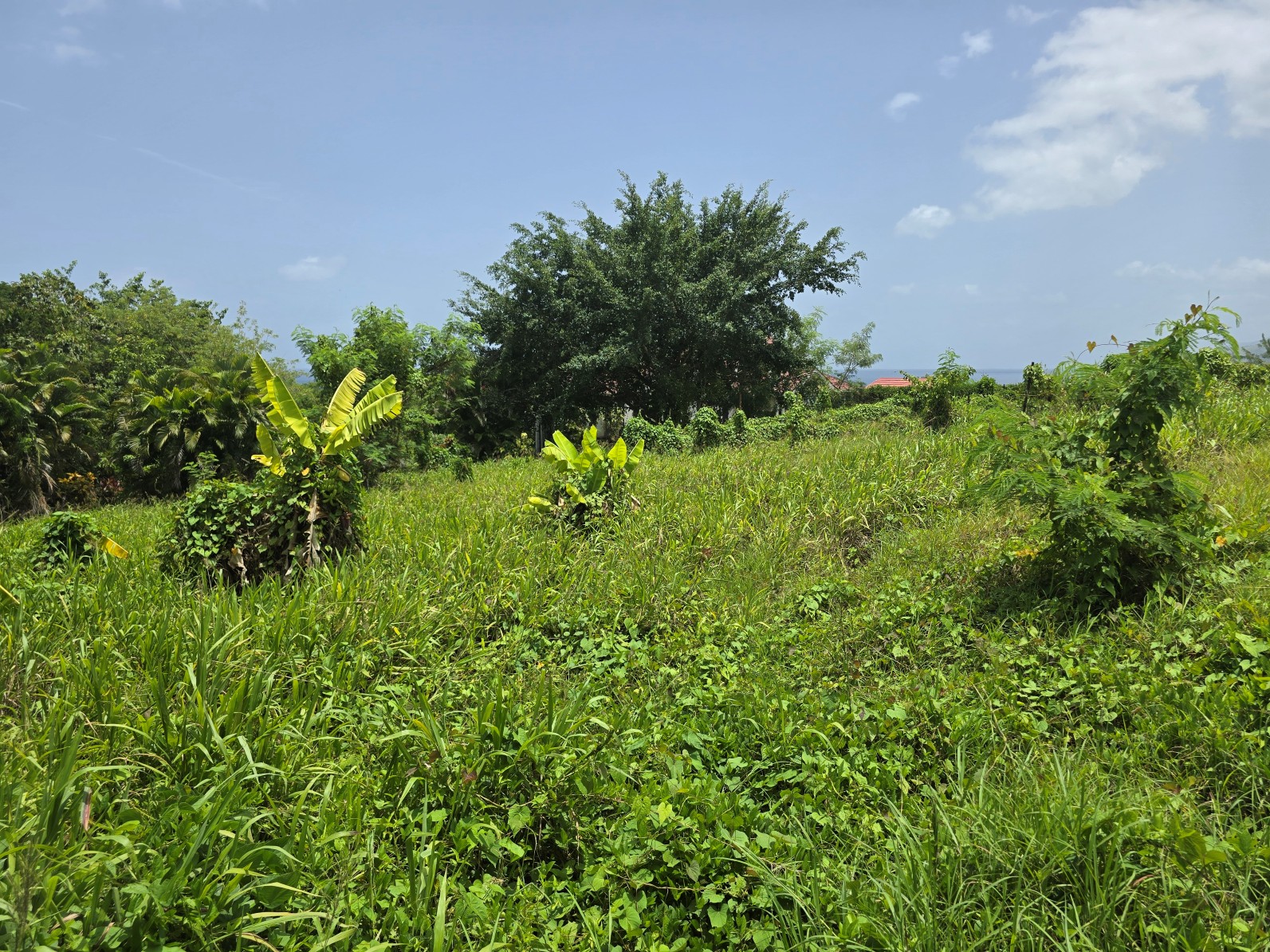 59,683 sqft (1.37 acre) residential lot for sale in Morne Daniel, Dominica – inquire for price
