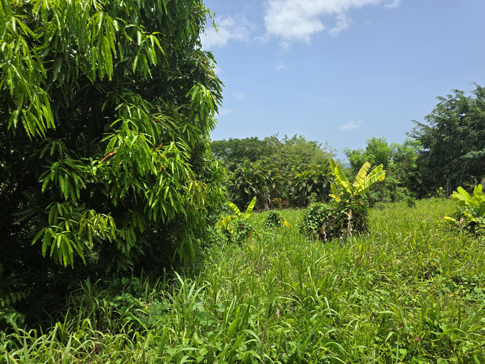 59,683 sqft (1.37 acre) residential lot for sale in Morne Daniel, Dominica – inquire for price
