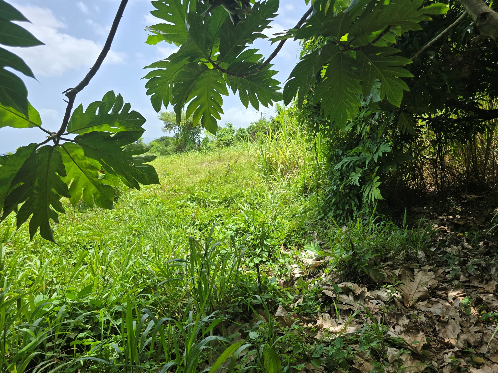 59,683 sqft (1.37 acre) residential lot for sale in Morne Daniel, Dominica – inquire for price