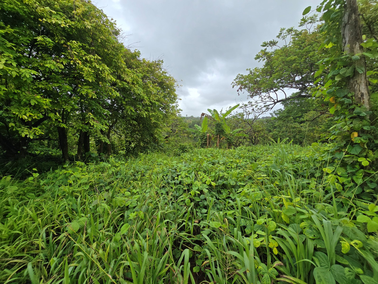3.725 acres of land for sale in Wesley  , Dominica – EC$325,000 / US$120,000