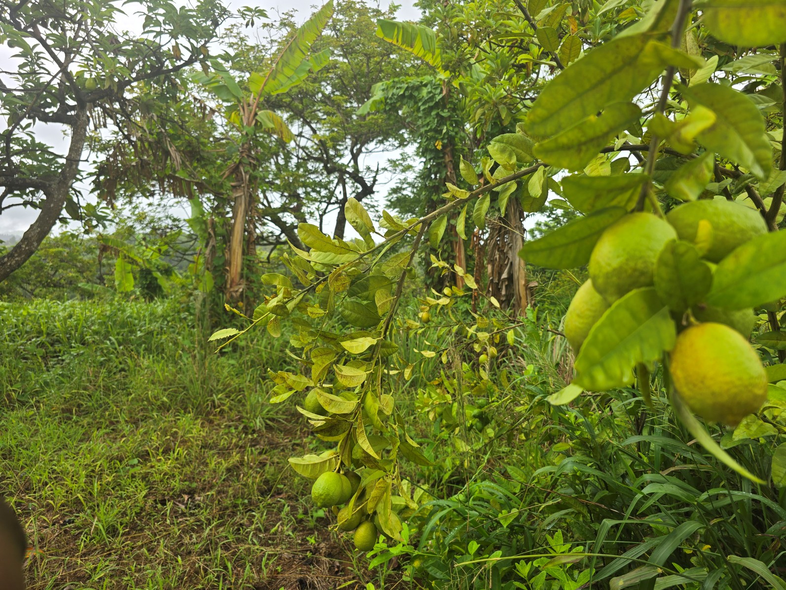 3.725 acres of land for sale in Wesley  , Dominica – EC$325,000 / US$120,000