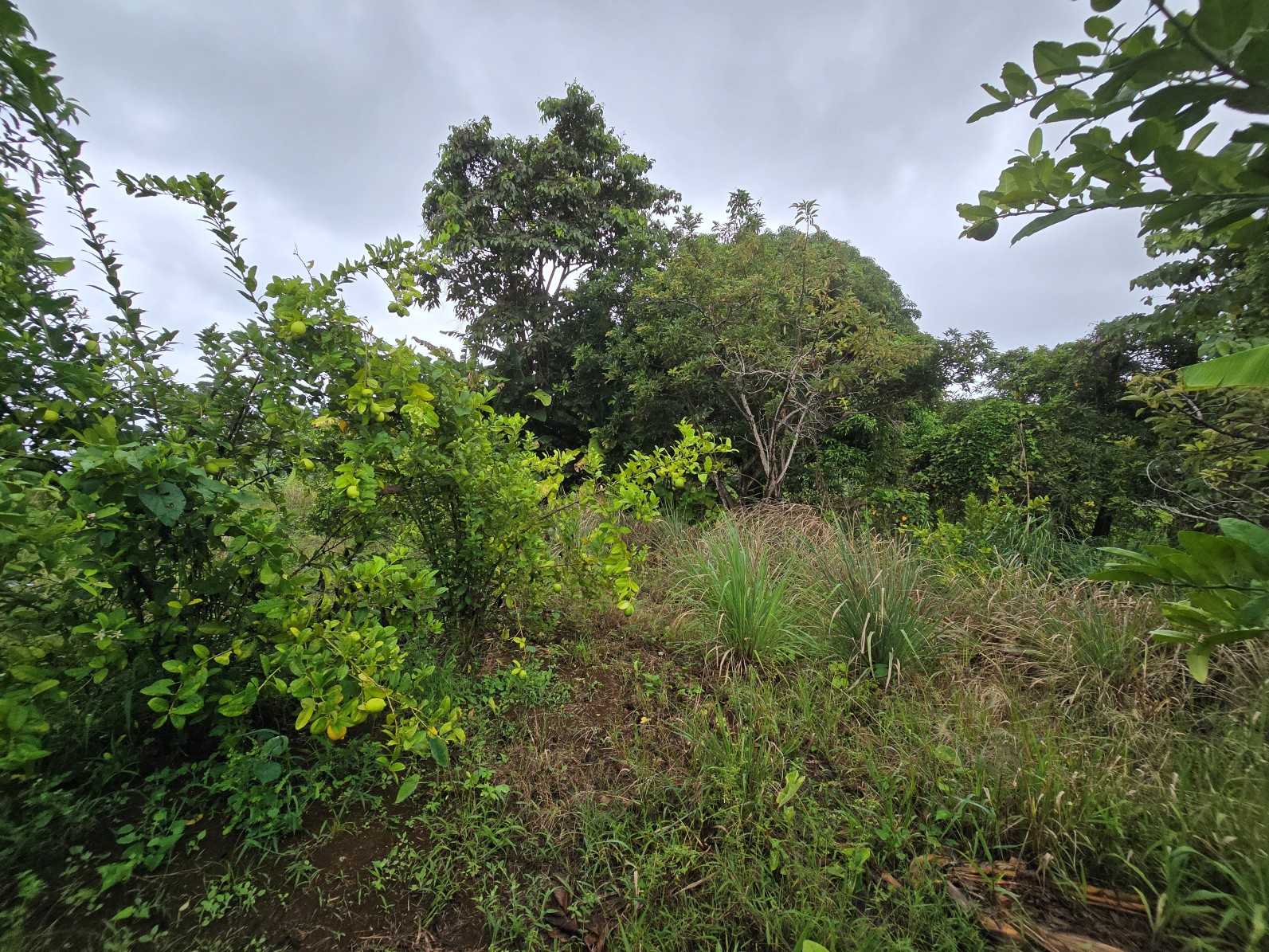 3.725 acres of land for sale in Wesley  , Dominica – EC$325,000 / US$120,000