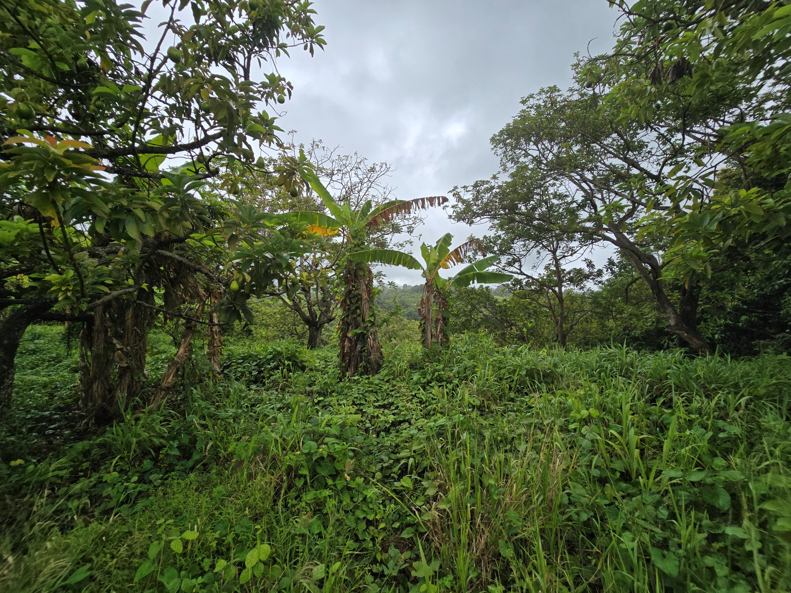 3.725 acres of land for sale in Wesley  , Dominica – EC$325,000 / US$120,000