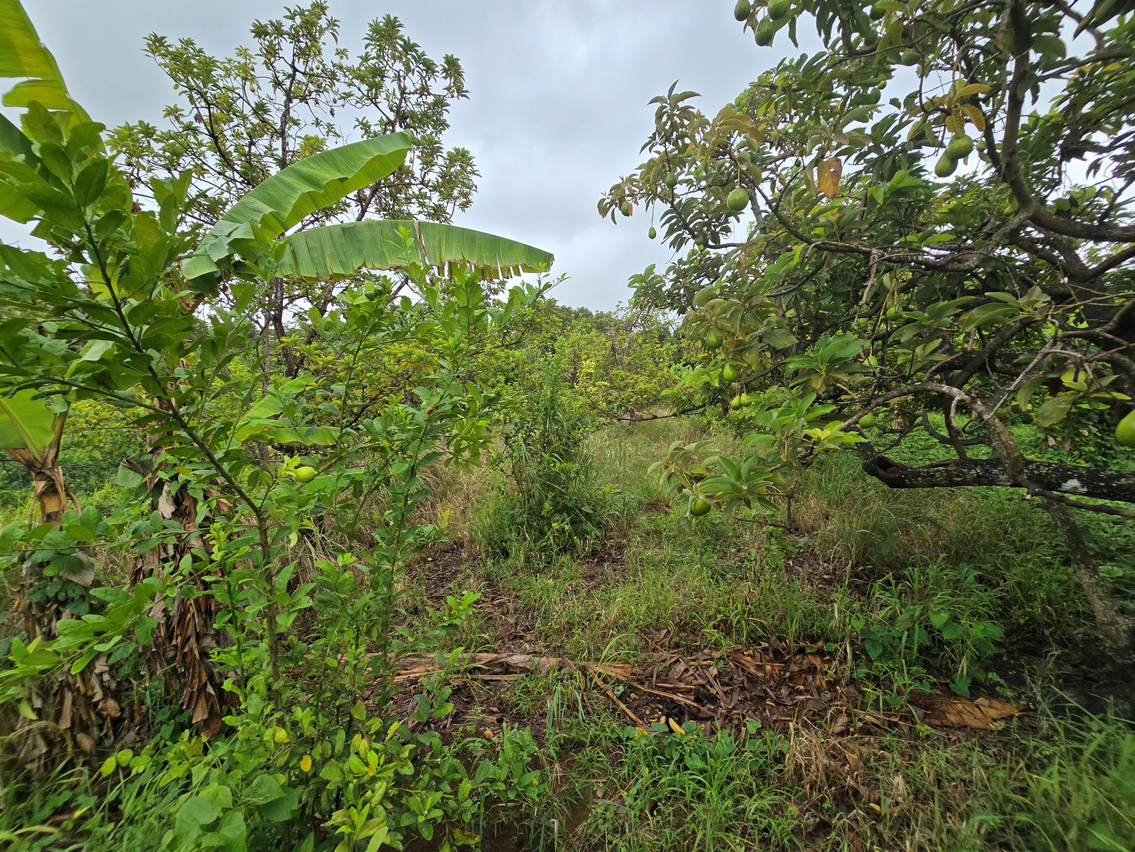 3.725 acres of land for sale in Wesley  , Dominica – EC$325,000 / US$120,000