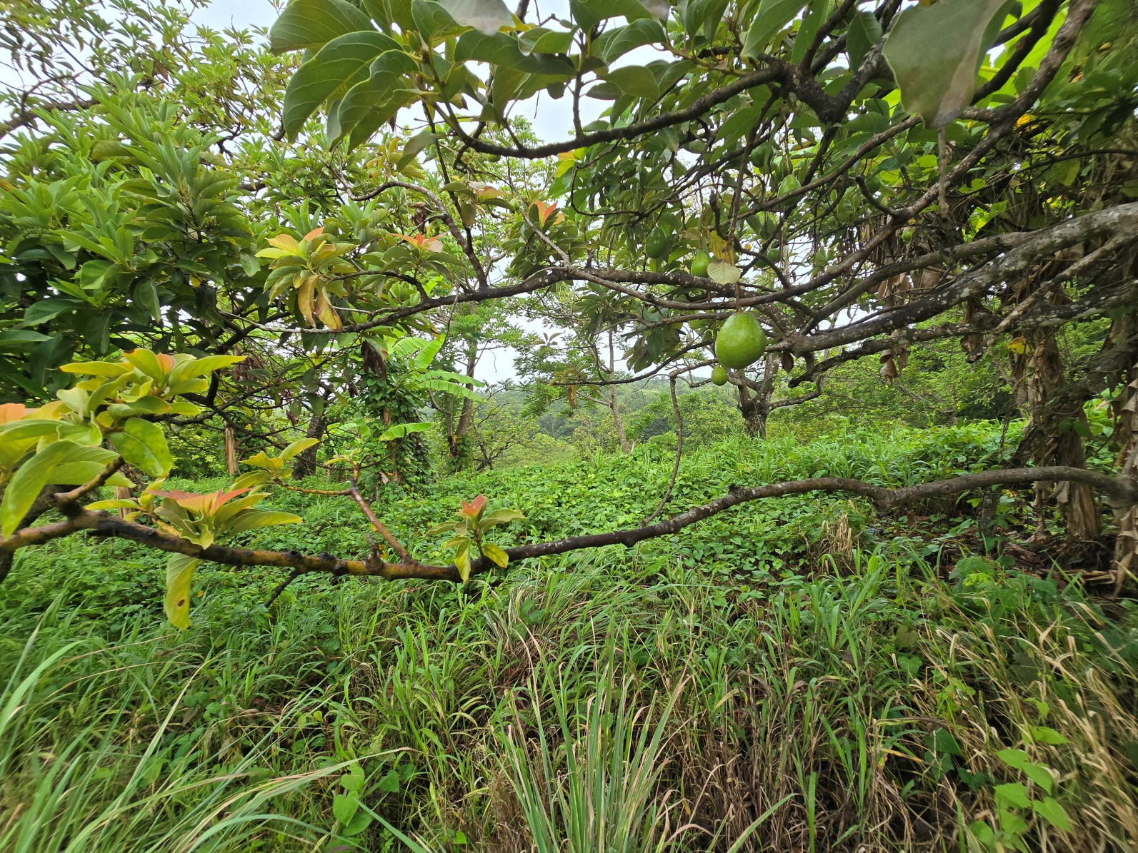 3.725 acres of land for sale in Wesley  , Dominica – EC$325,000 / US$120,000