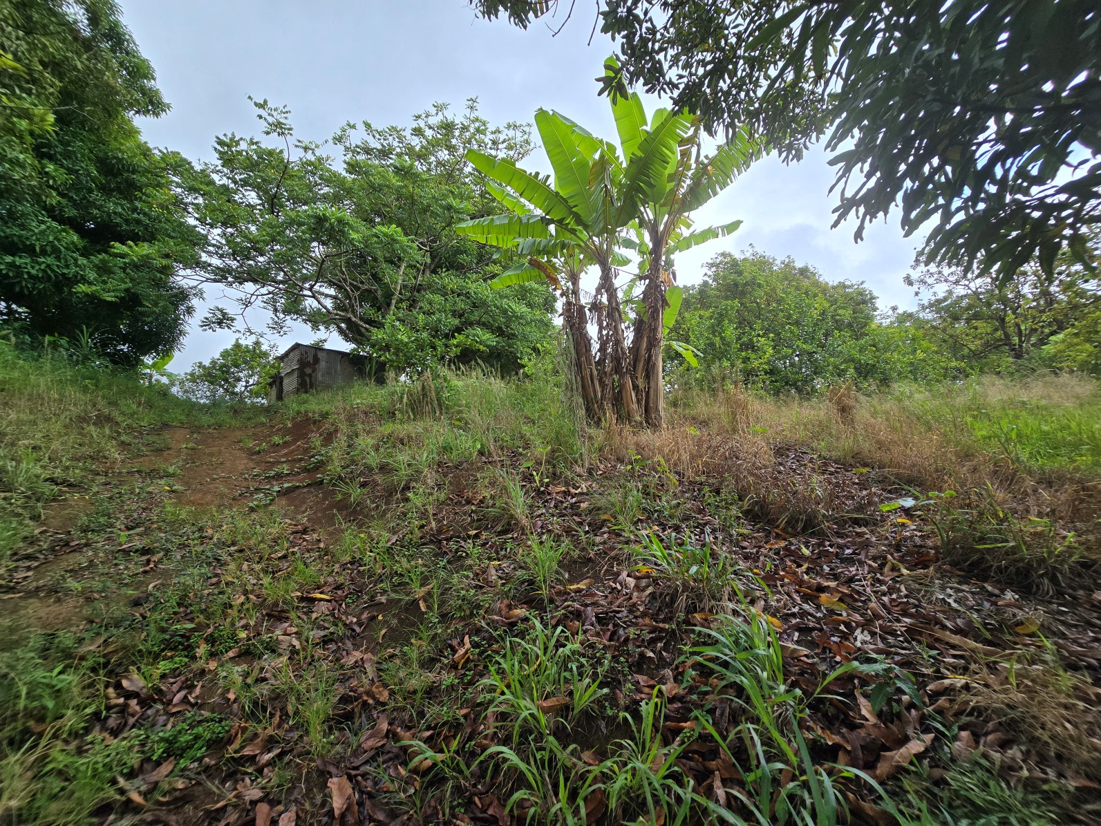 3.725 acres of land for sale in Wesley  , Dominica – EC$325,000 / US$120,000