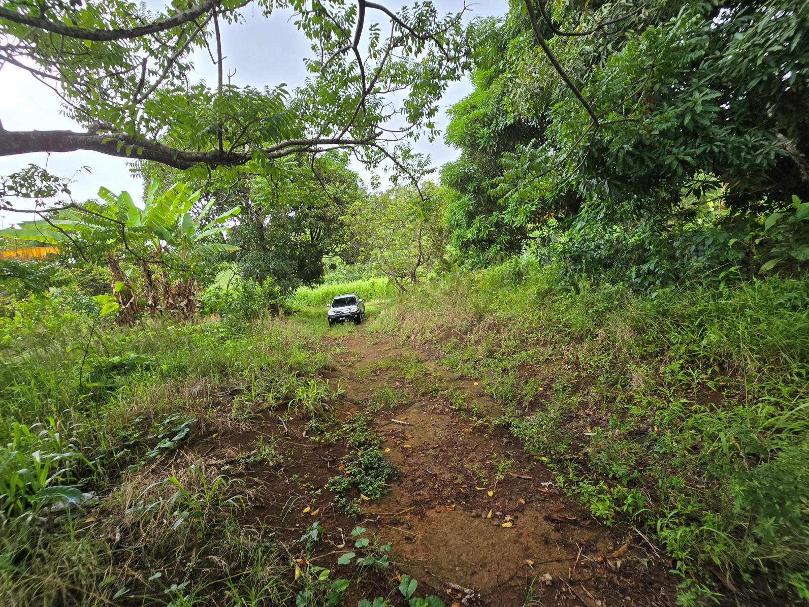 3.725 acres of land for sale in Wesley  , Dominica – EC$325,000 / US$120,000