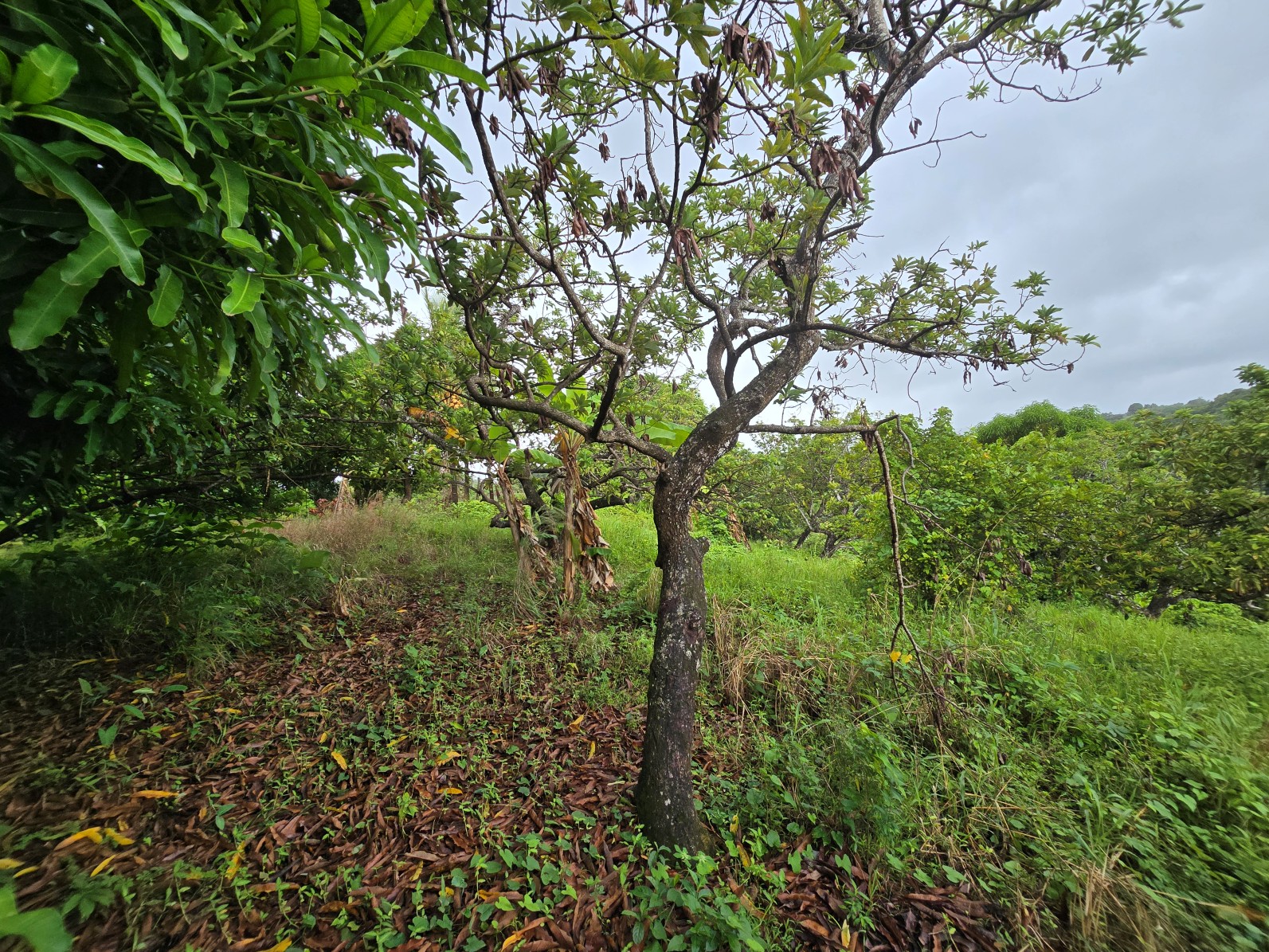 3.725 acres of land for sale in Wesley  , Dominica – EC$325,000 / US$120,000