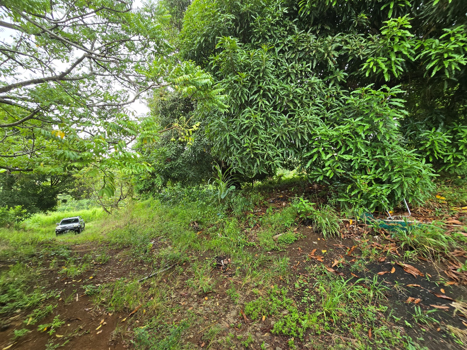 3.725 acres of land for sale in Wesley  , Dominica – EC$325,000 / US$120,000
