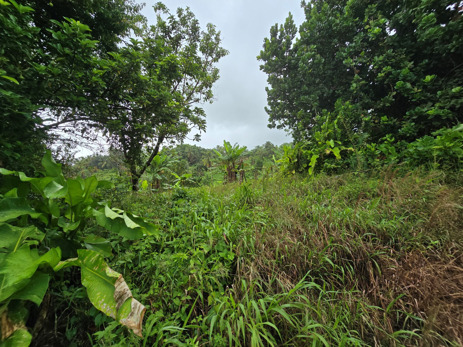 3.725 acres of land for sale in Wesley  , Dominica – EC$325,000 / US$120,000