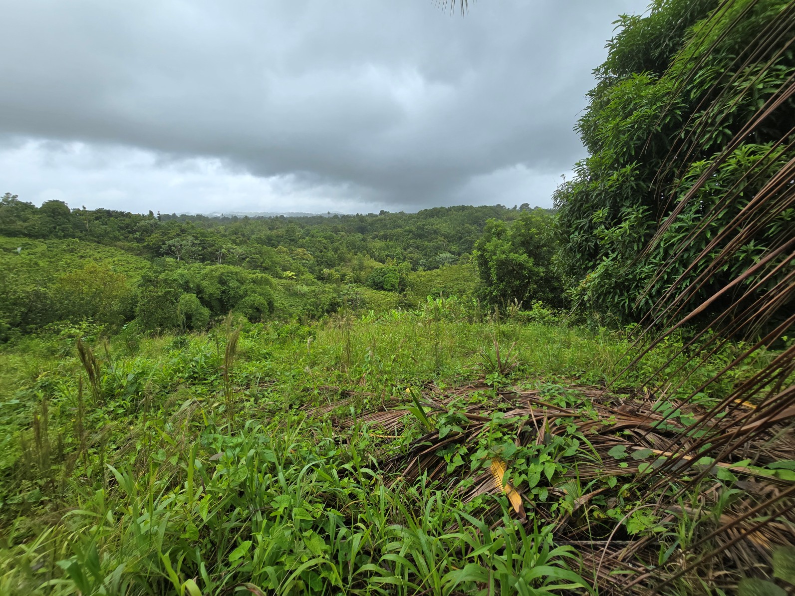 3.725 acres of land for sale in Wesley  , Dominica – EC$325,000 / US$120,000