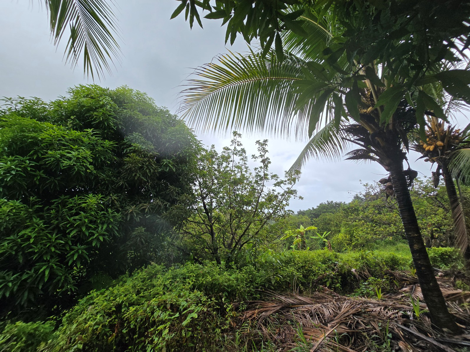 3.725 acres of land for sale in Wesley  , Dominica – EC$325,000 / US$120,000