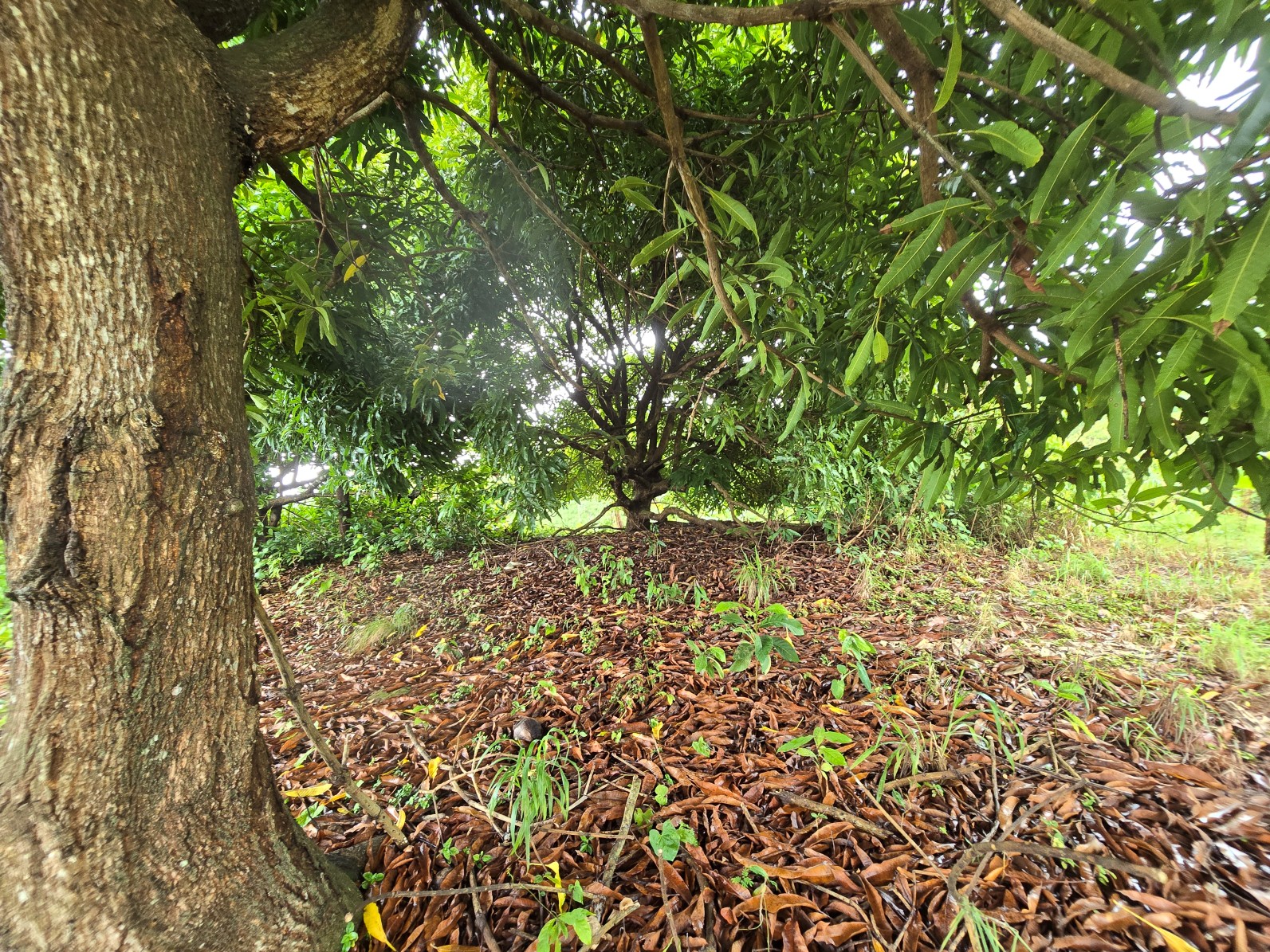 3.725 acres of land for sale in Wesley  , Dominica – EC$325,000 / US$120,000