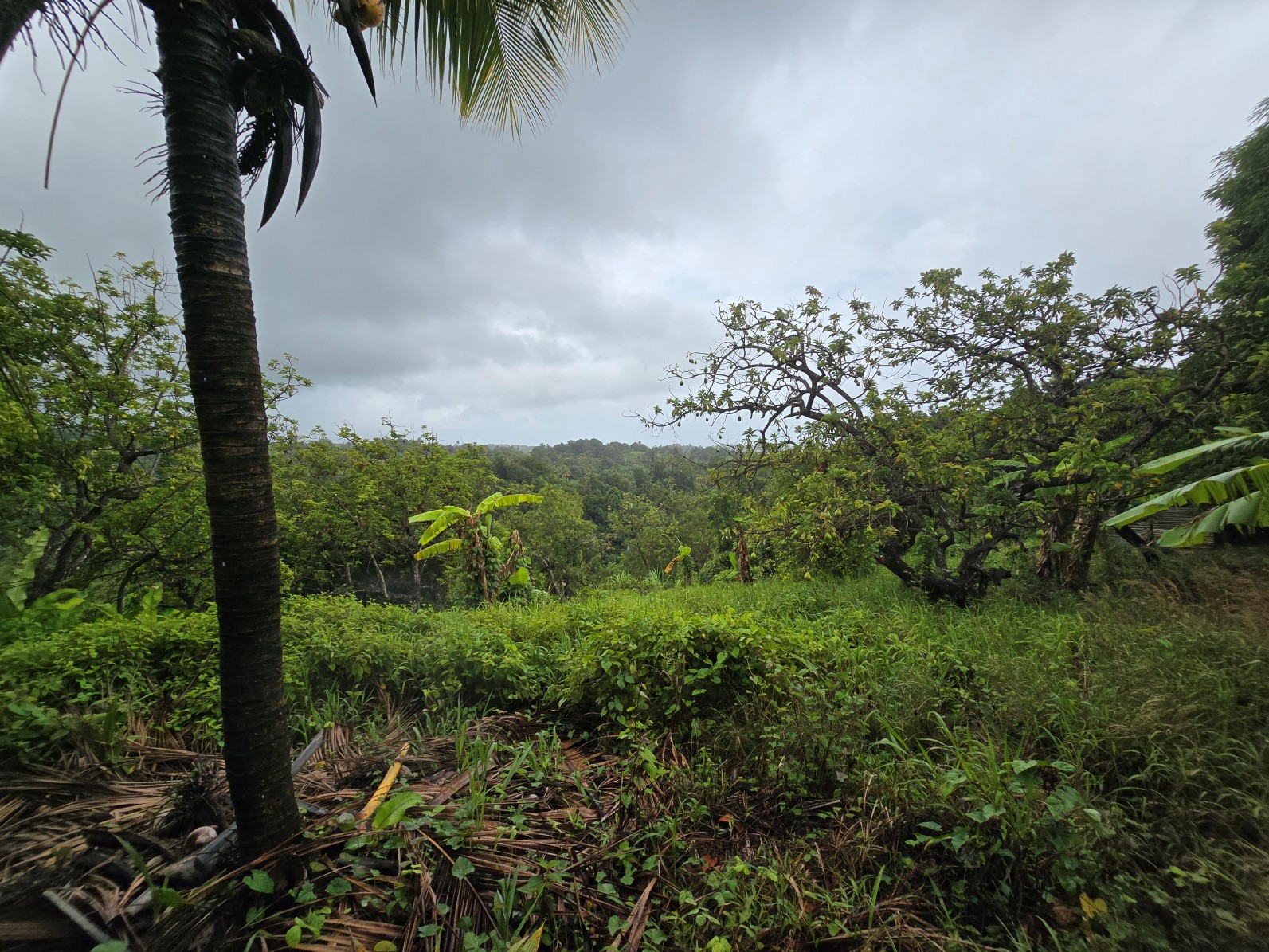 3.725 acres of land for sale in Wesley  , Dominica – EC$325,000 / US$120,000