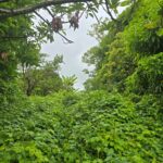 3.725 acres of land for sale in Wesley  , Dominica – EC$325,000 / US$120,000