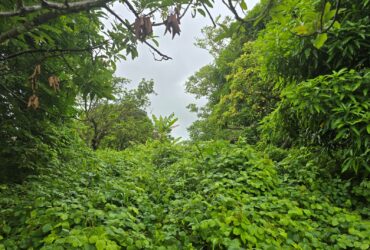 3.725 acres of land for sale in Wesley  , Dominica – EC$325,000 / US$120,000