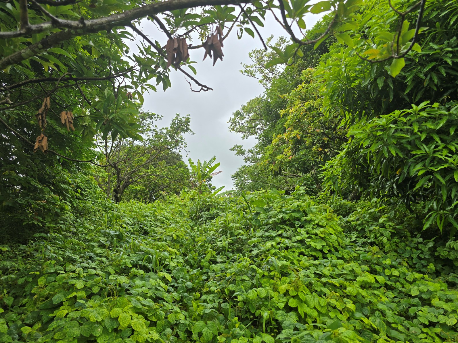 3.725 acres of land for sale in Wesley  , Dominica – EC$325,000 / US$120,000