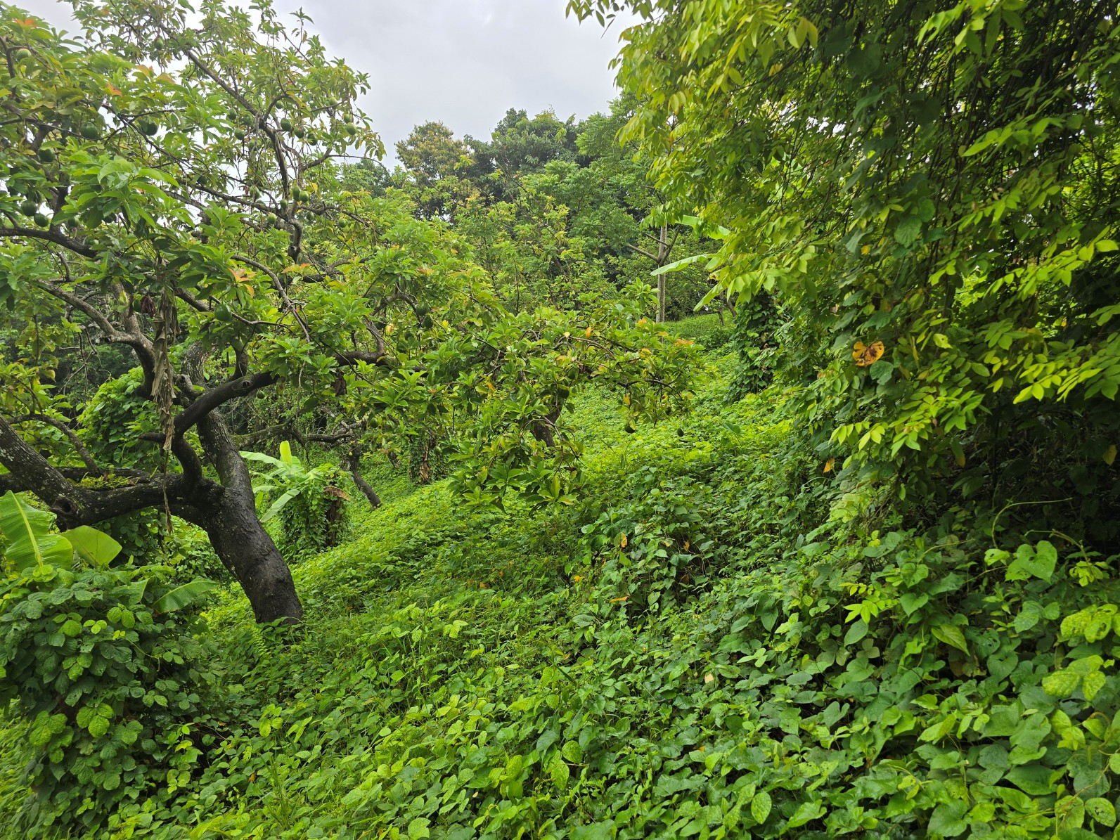 3.725 acres of land for sale in Wesley  , Dominica – EC$325,000 / US$120,000