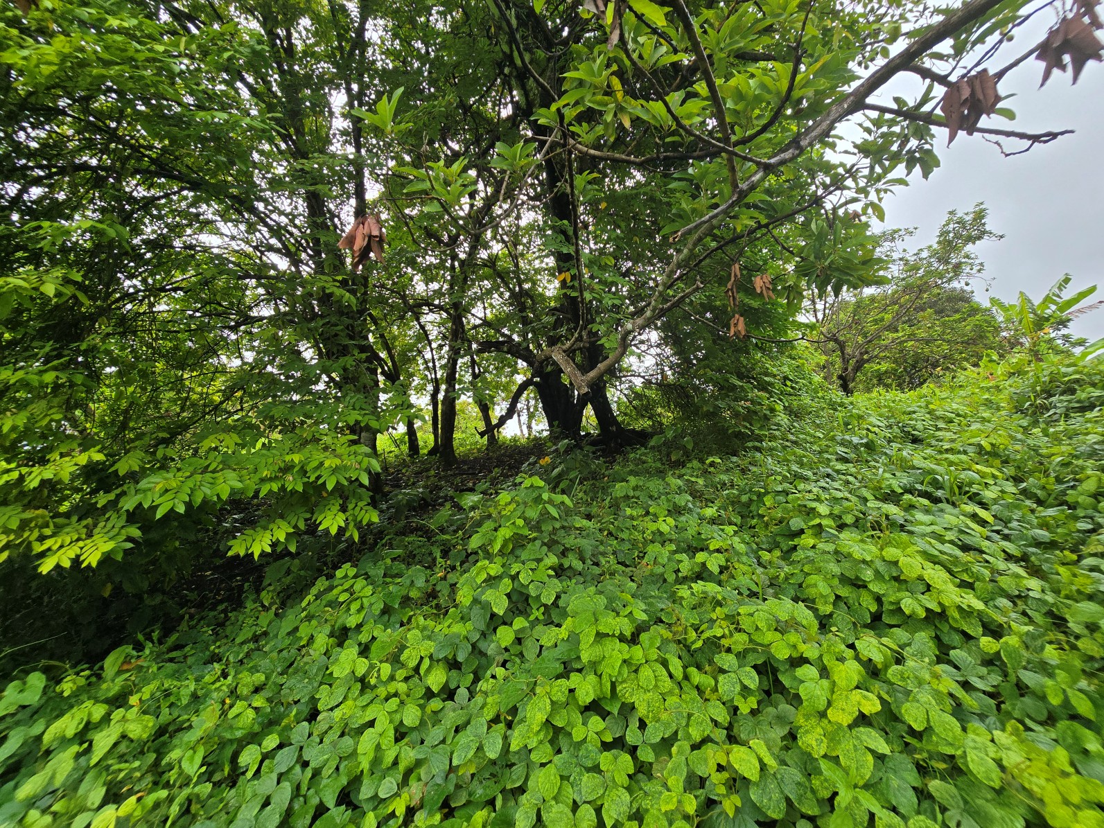 3.725 acres of land for sale in Wesley  , Dominica – EC$325,000 / US$120,000