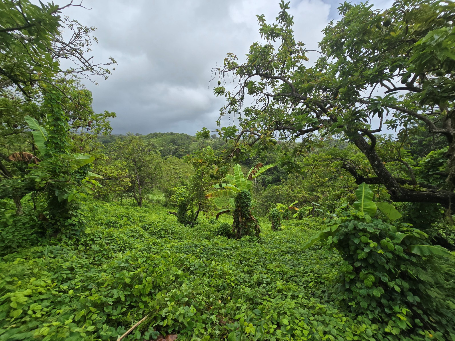 3.725 acres of land for sale in Wesley  , Dominica – EC$325,000 / US$120,000