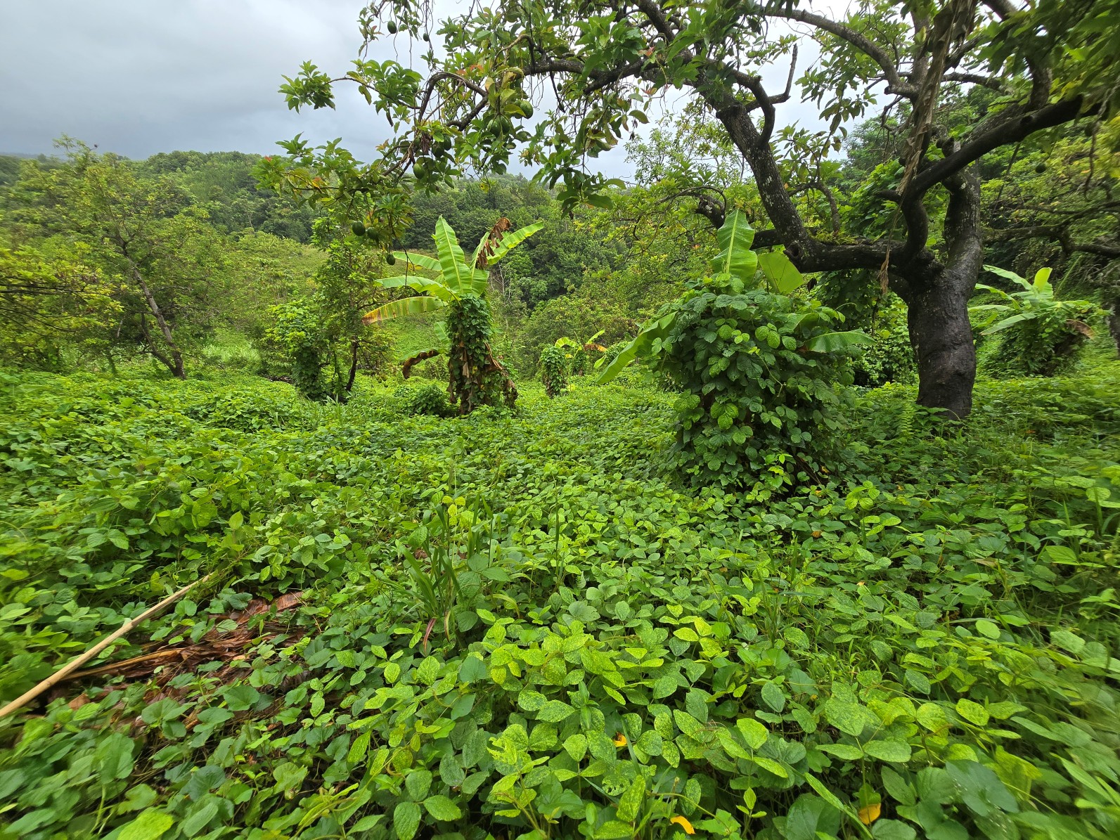 3.725 acres of land for sale in Wesley  , Dominica – EC$325,000 / US$120,000