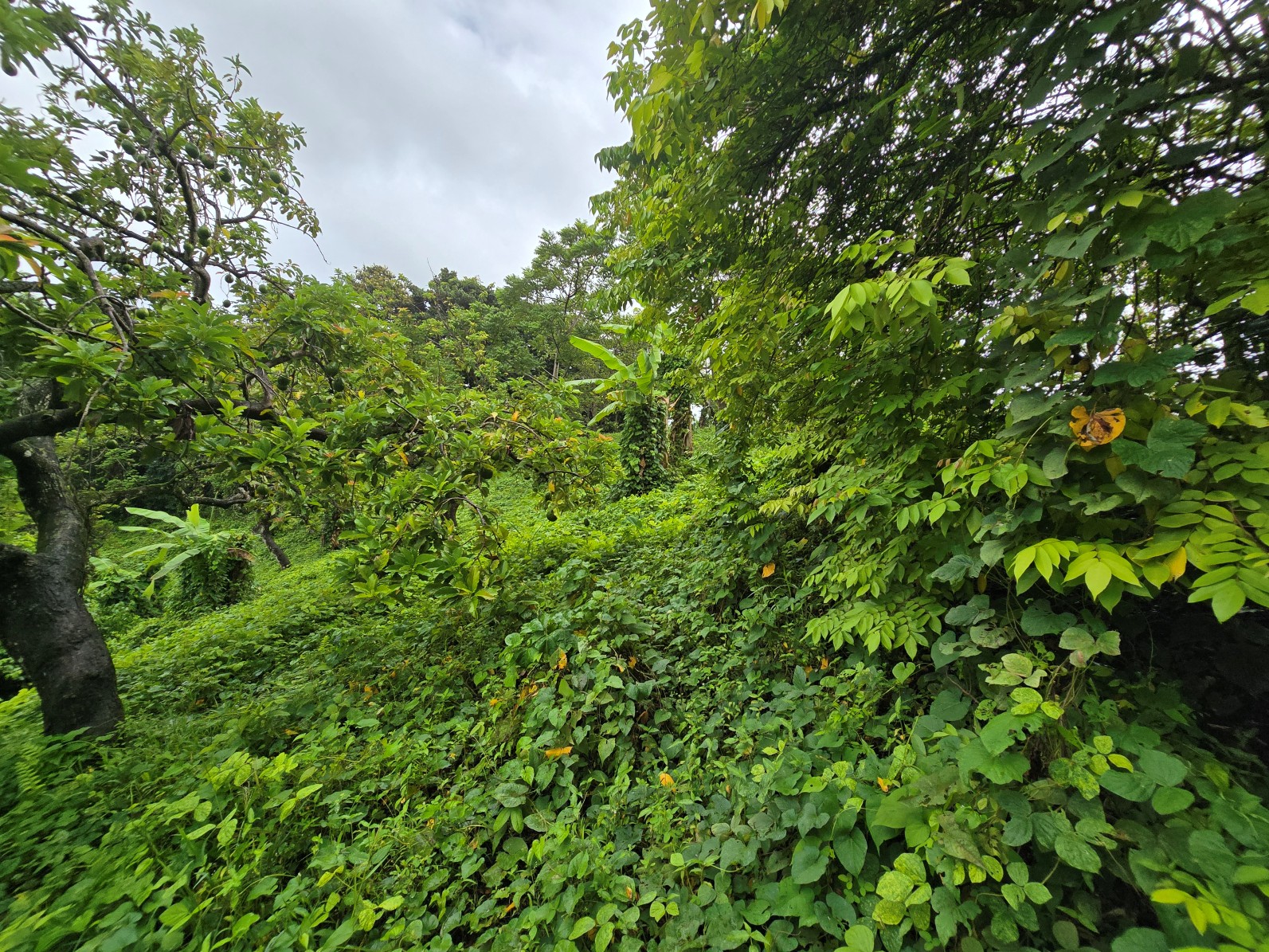 3.725 acres of land for sale in Wesley  , Dominica – EC$325,000 / US$120,000