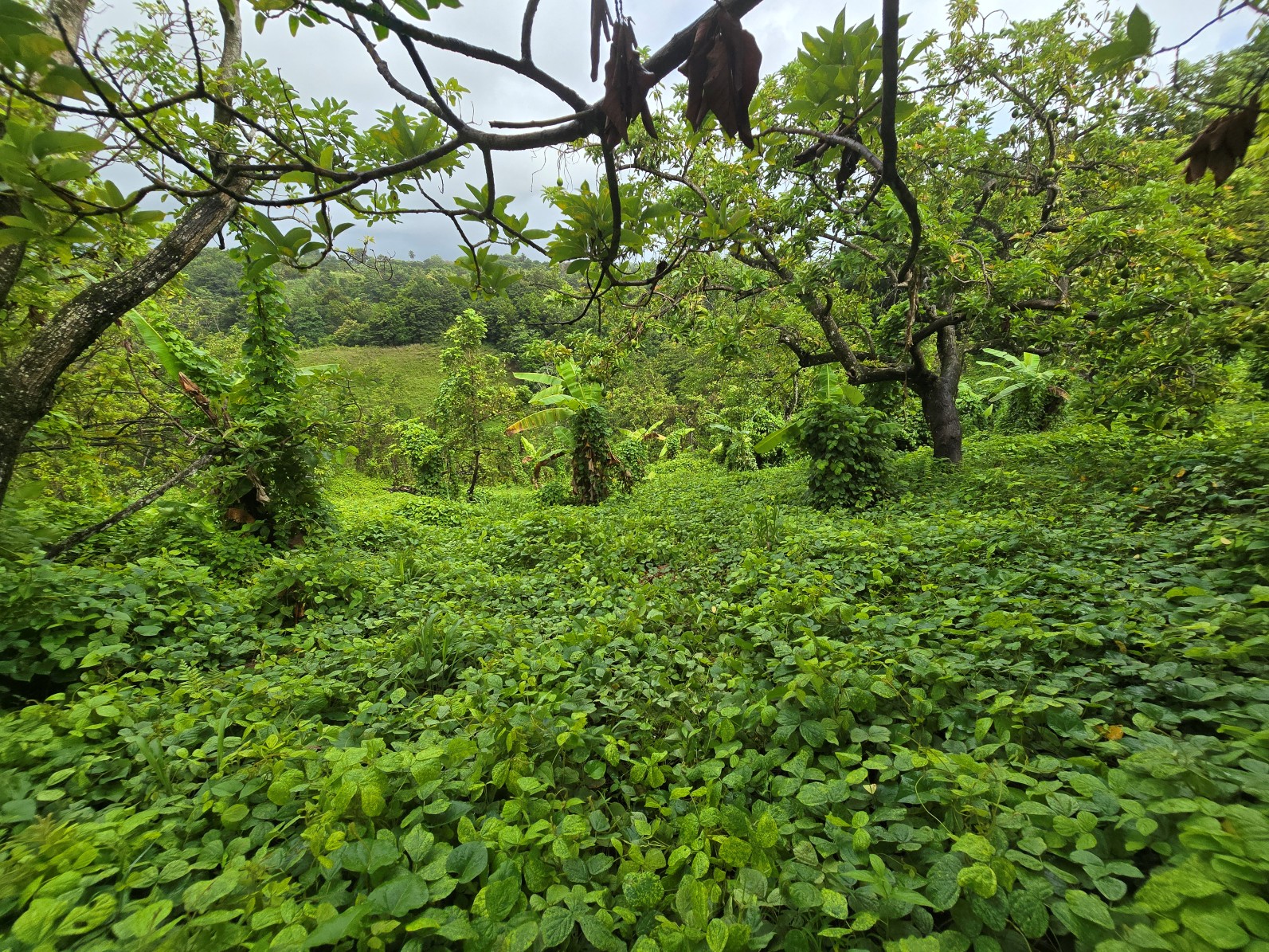 3.725 acres of land for sale in Wesley  , Dominica – EC$325,000 / US$120,000