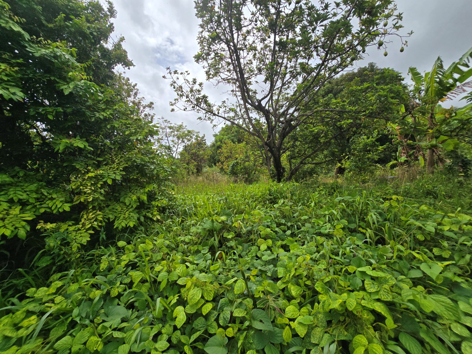 3.725 acres of land for sale in Wesley  , Dominica – EC$325,000 / US$120,000