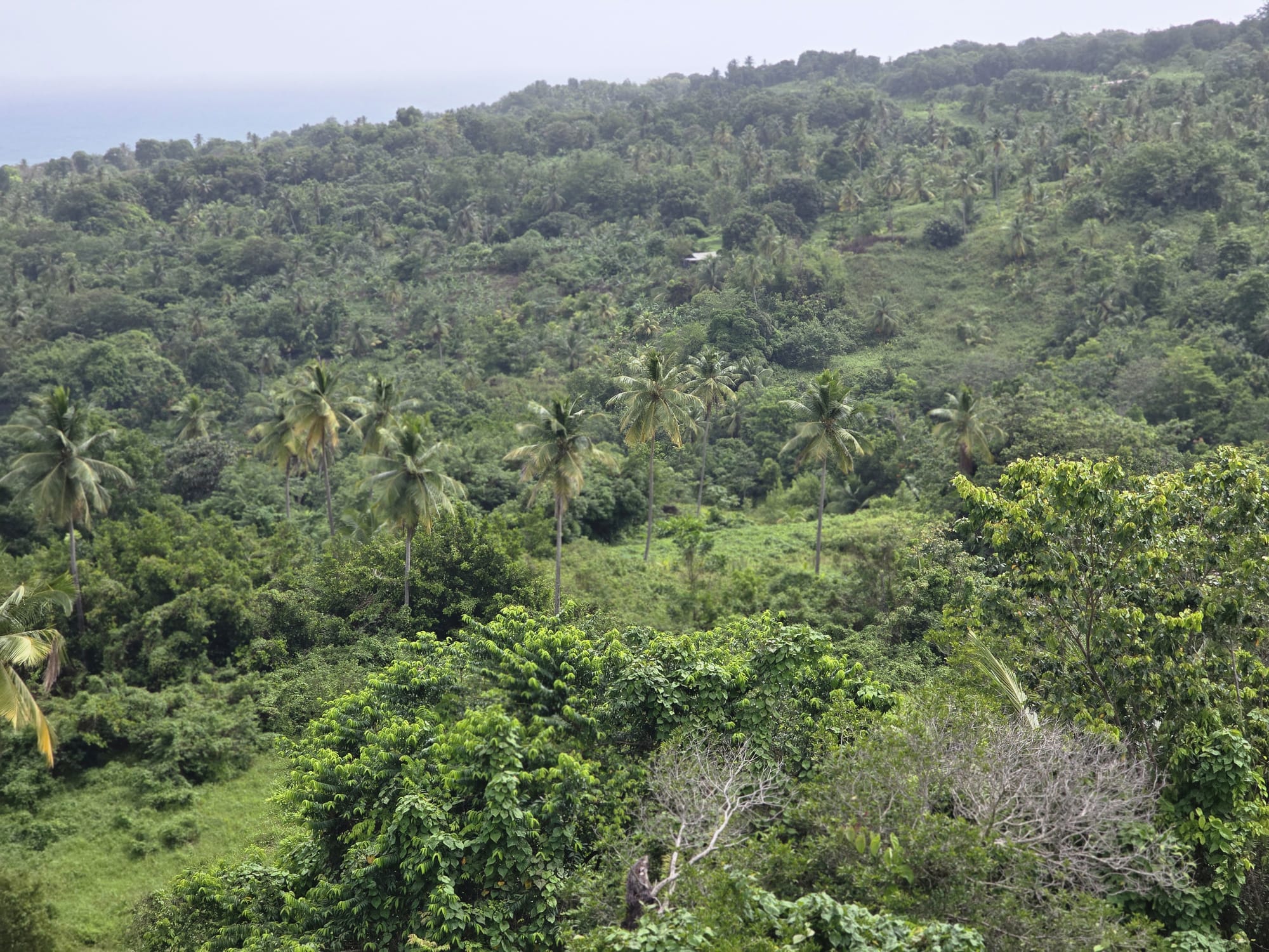 2.25 acres land for sale in Marigot, Dominica – EC$10 / US$3.75 per sqft