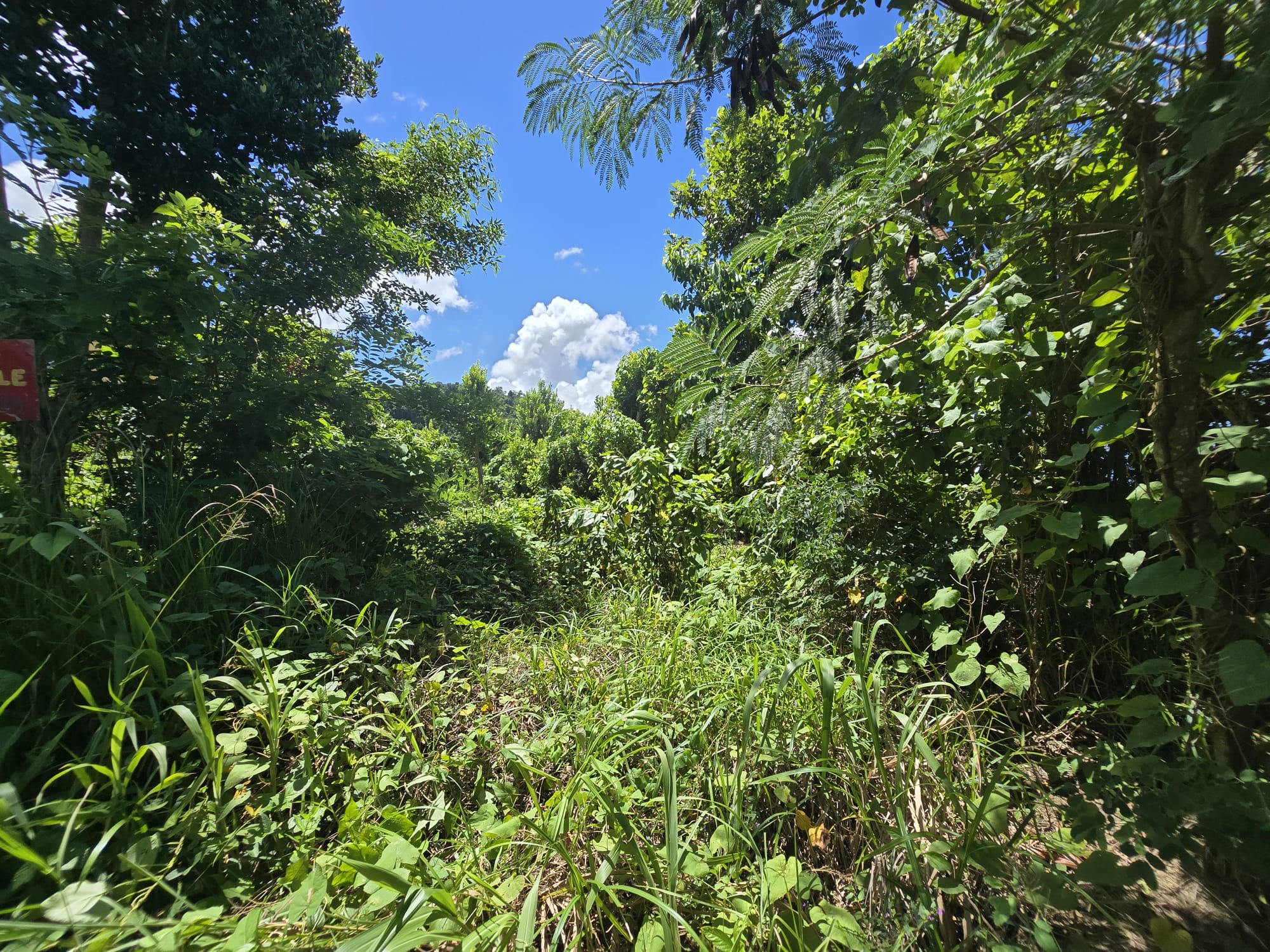 9000sqft  residential lot in Savanne Paille, Dominica  – EC$140,000 / US$52,434