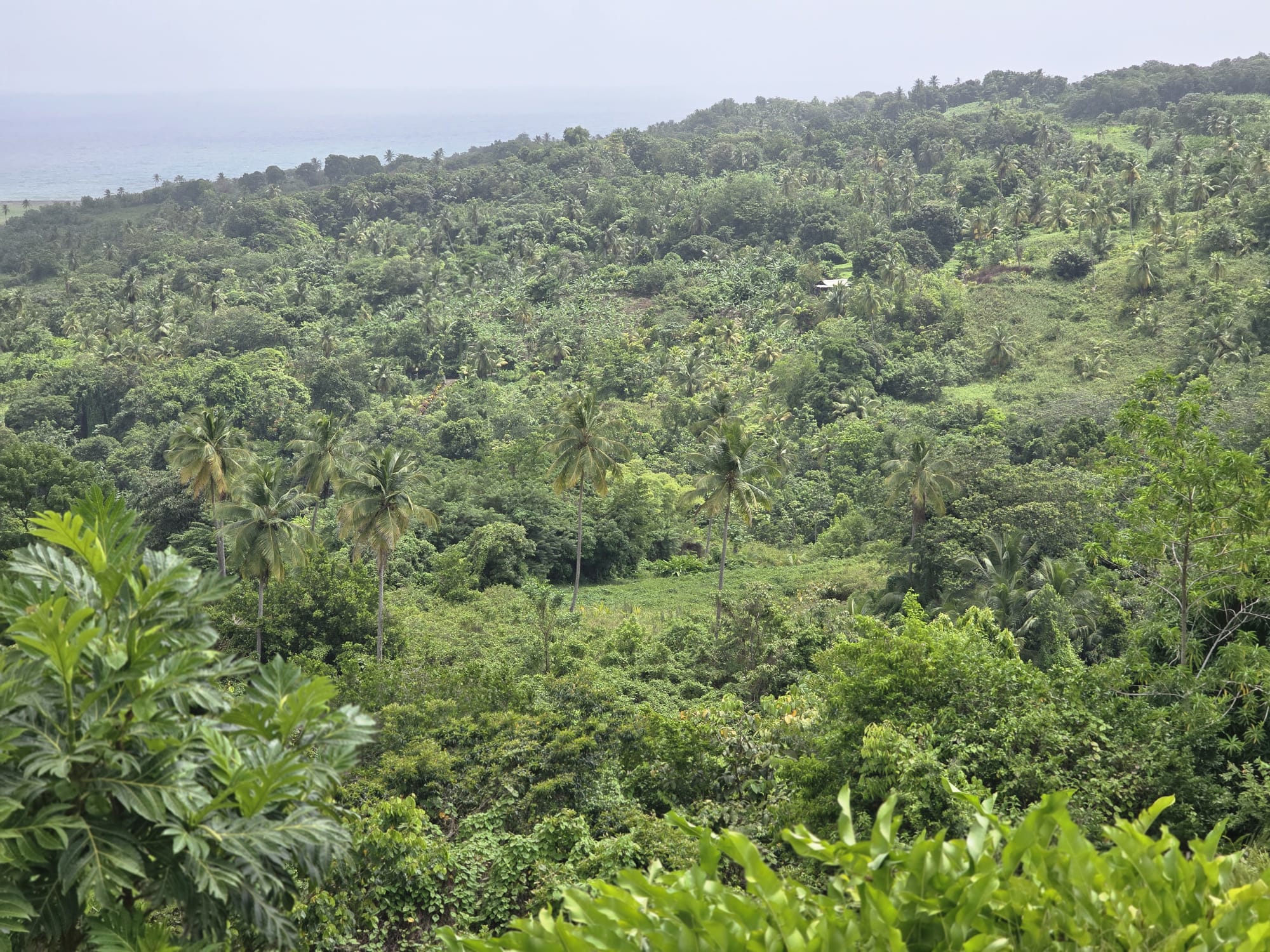 2.25 acres land for sale in Marigot, Dominica – EC$10 / US$3.75 per sqft