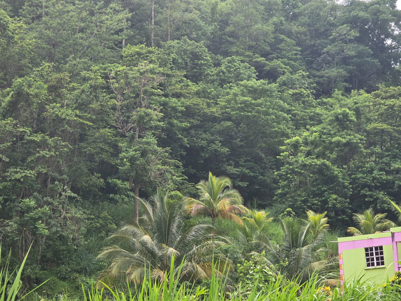 15,520sqft residential lot in Antrim, Dominica – EC$139,680 / US$52,315