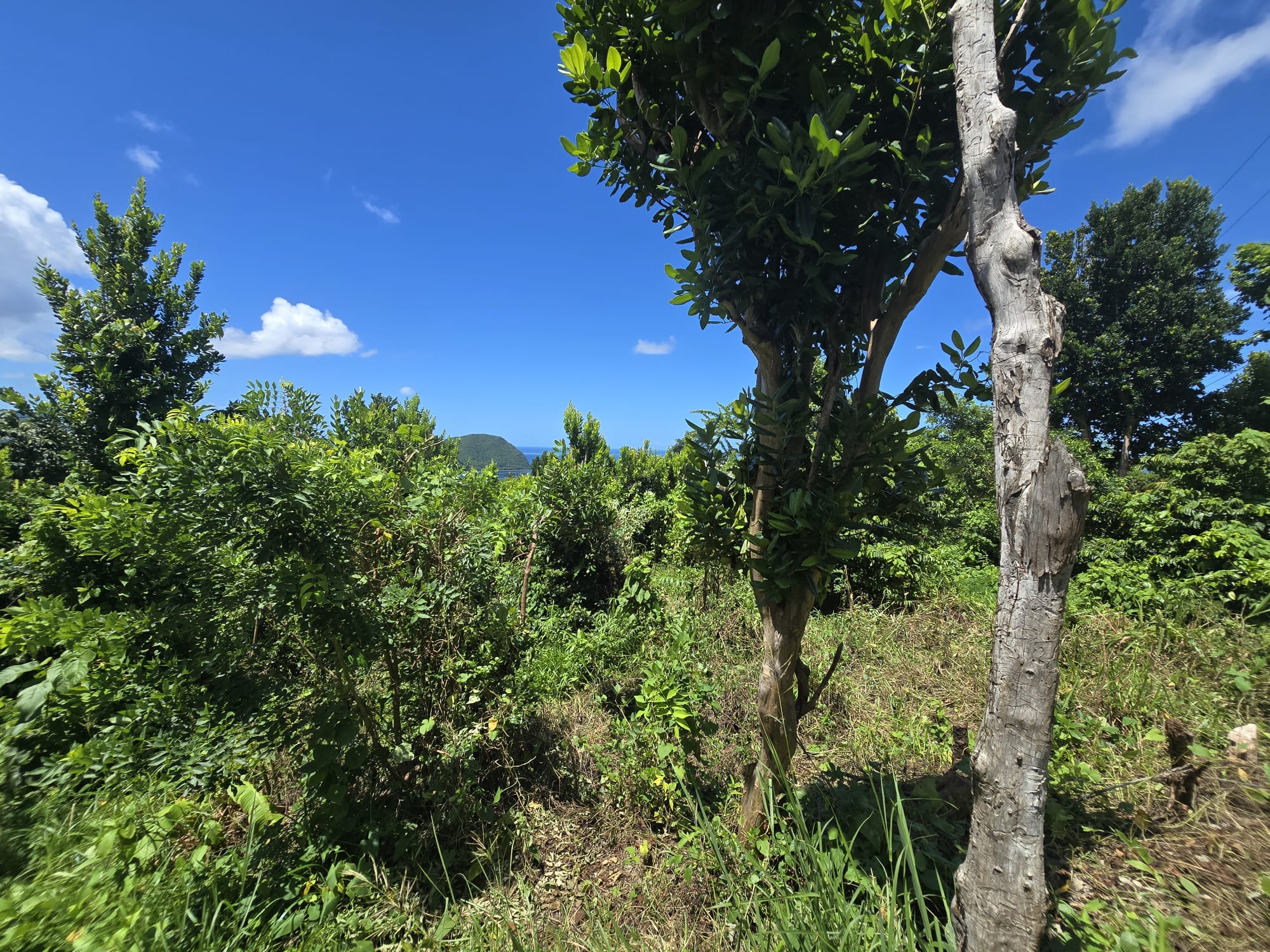 9000sqft  residential lot in Savanne Paille, Dominica  – EC$140,000 / US$52,434