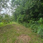 15,520sqft residential lot in Antrim, Dominica – EC$139,680 / US$52,315
