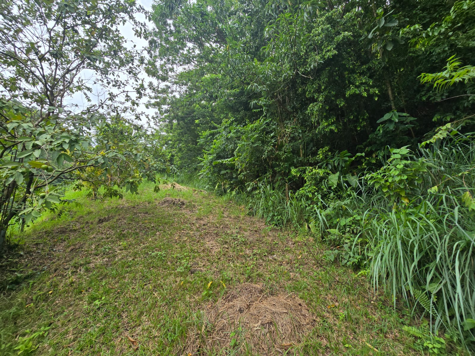 15,520sqft residential lot in Antrim, Dominica – EC$139,680 / US$52,315
