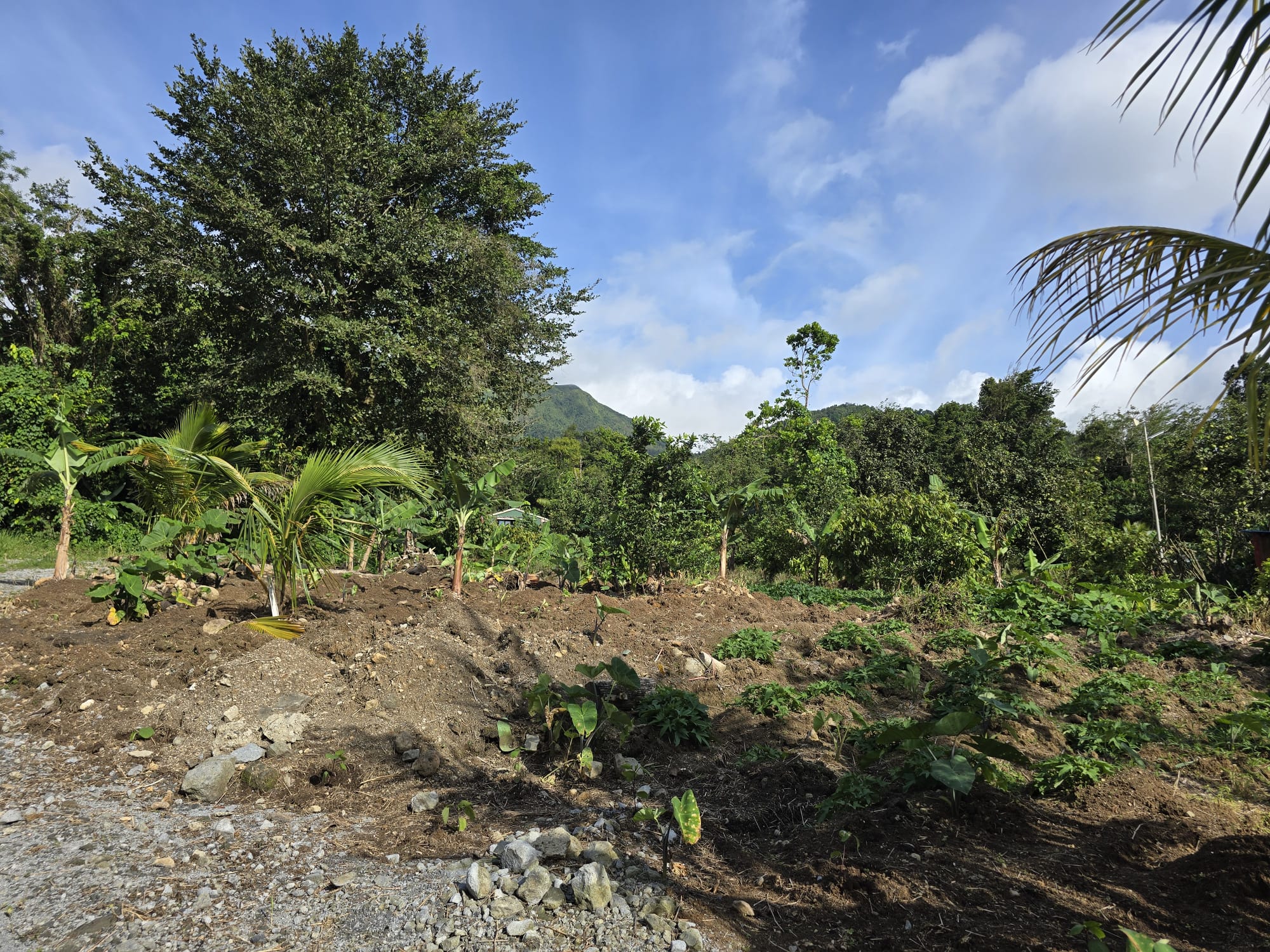 Commercial/agricultural property for sale in Sultan, Dominica -EC$3.5Million / US$1.3Million