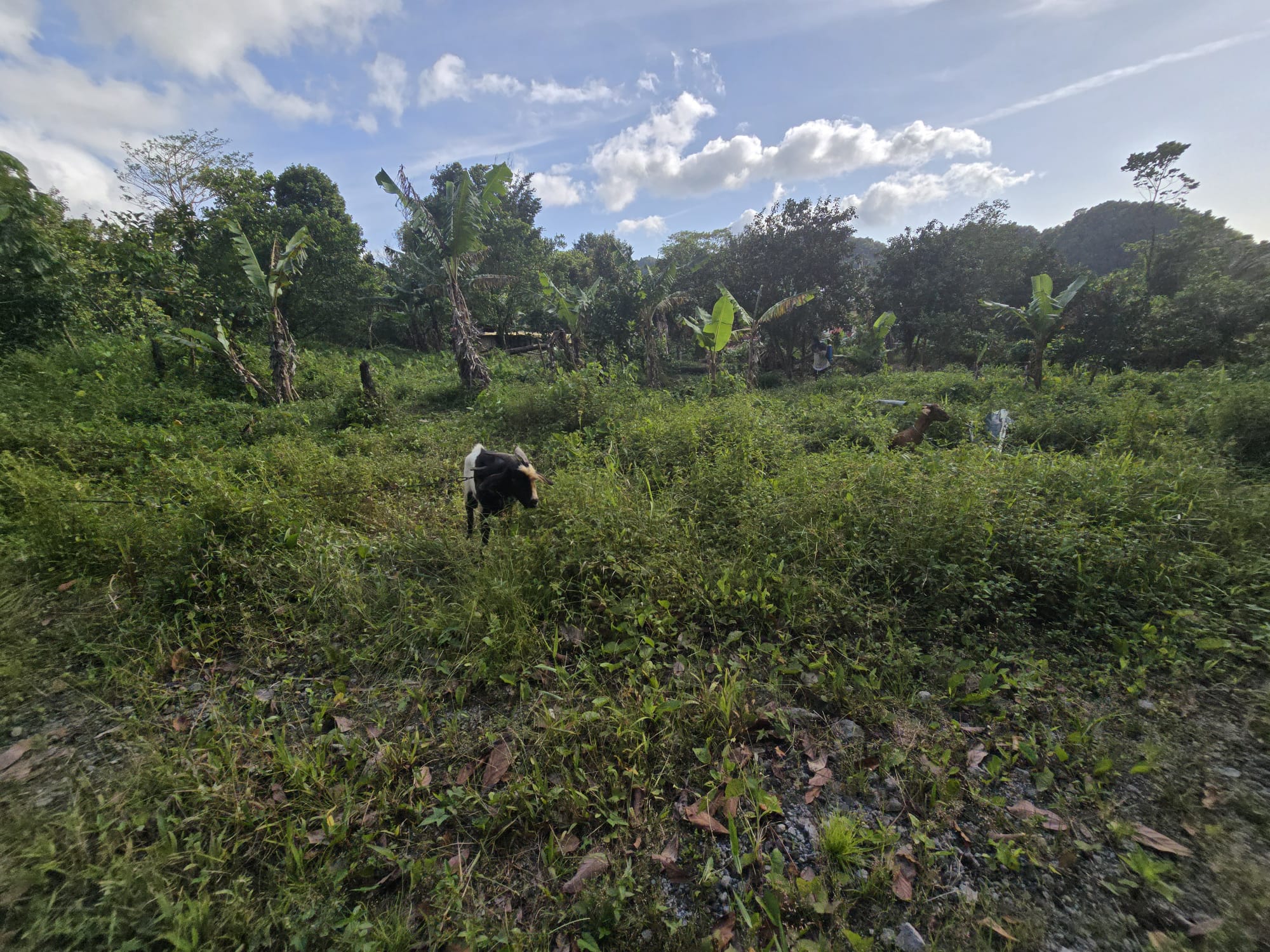 Commercial/agricultural property for sale in Sultan, Dominica -EC$3.5Million / US$1.3Million