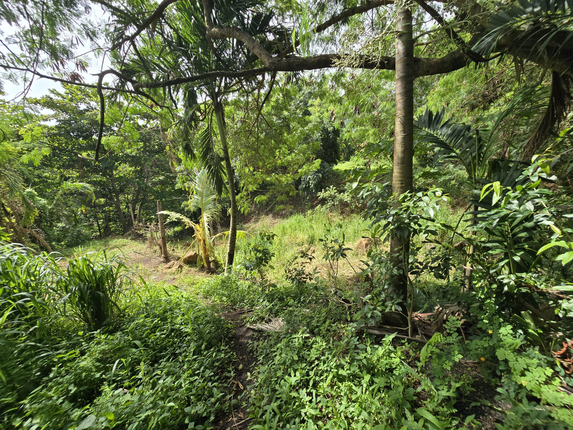 0.43 acre (18,730.8 sqft) residential lot for sale in Marigot, Dominica – EC$187,308 / US$70,153