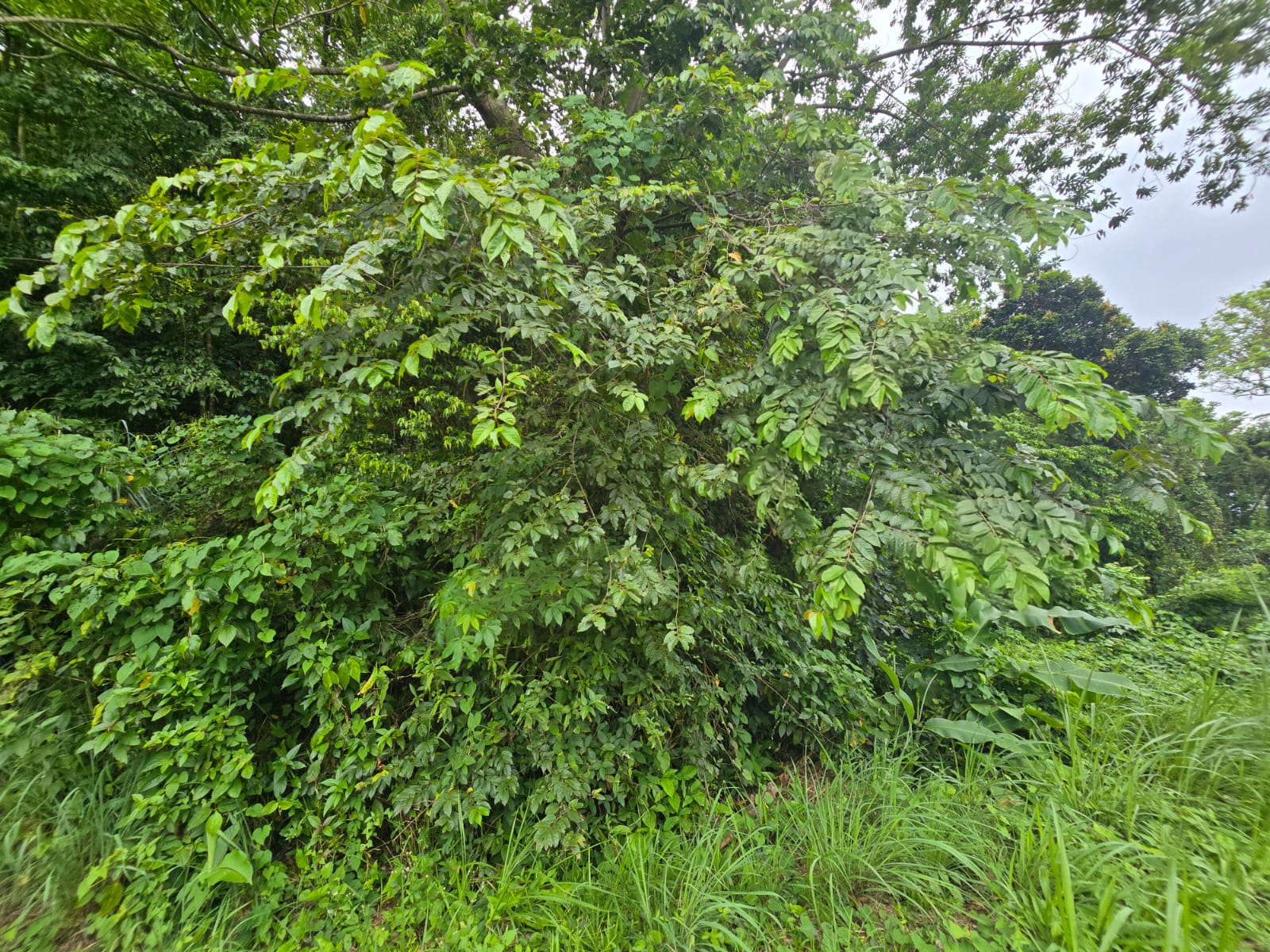 15,520sqft residential lot in Antrim, Dominica – EC$139,680 / US$52,315