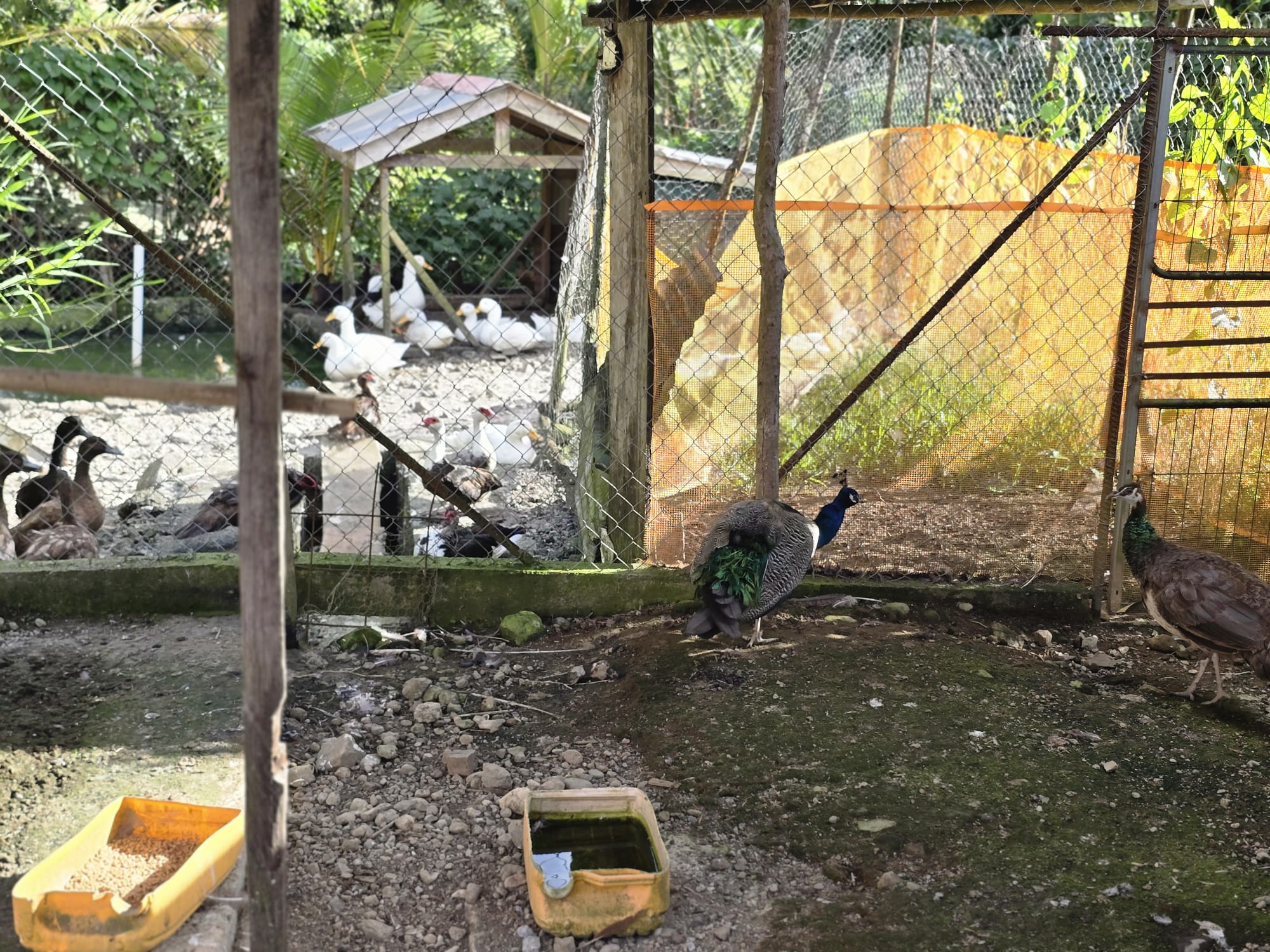 Commercial/agricultural property for sale in Sultan, Dominica -EC$3.5Million / US$1.3Million