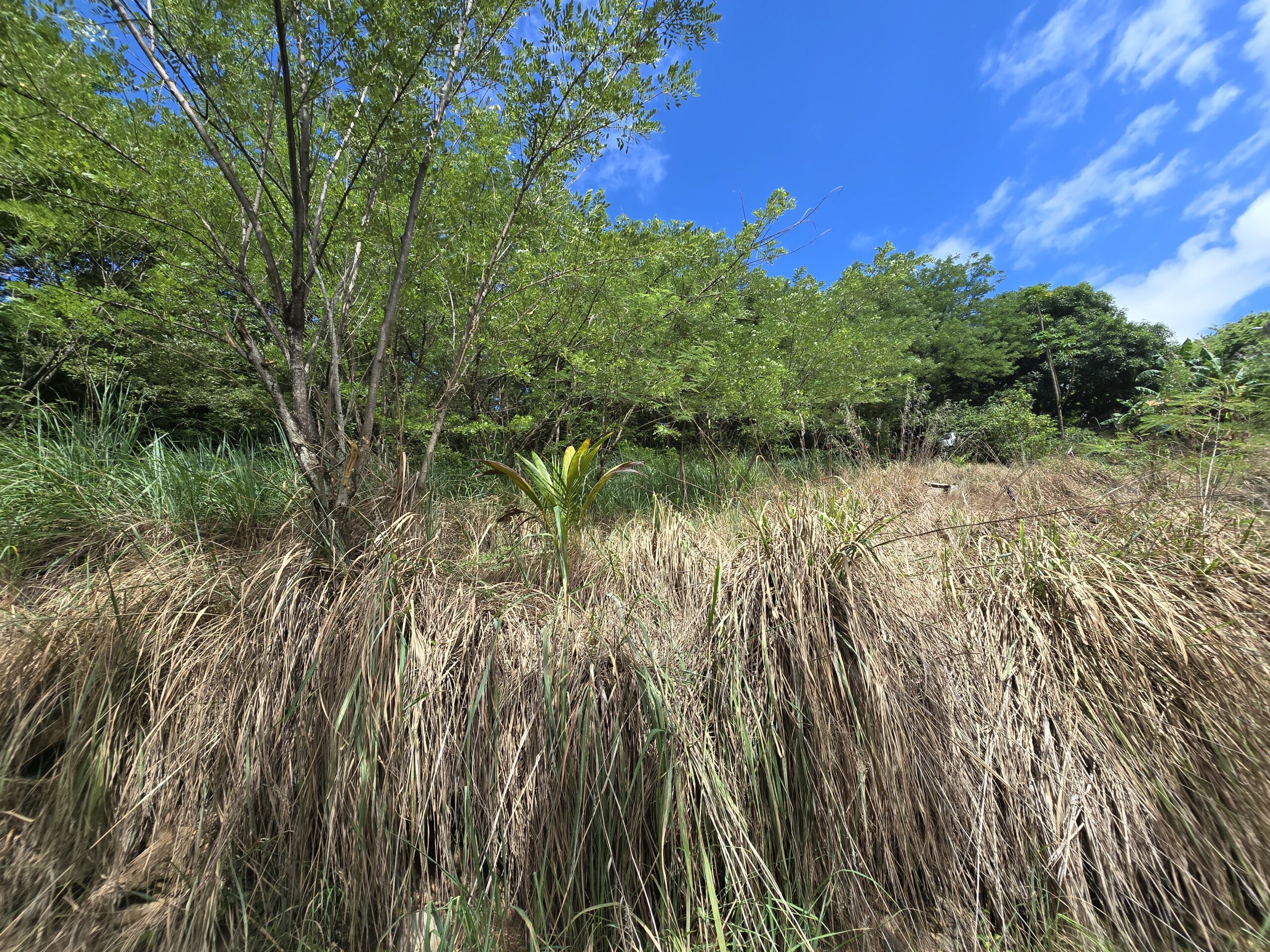 11,566 sqft residential lot for sale in Massacre, Dominica – EC$92,528 / US$34,654