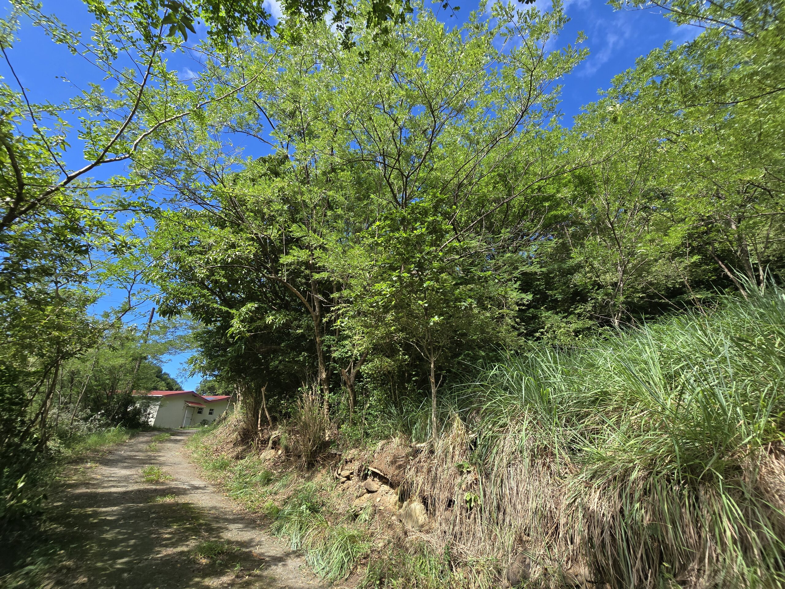 11,566 sqft residential lot for sale in Massacre, Dominica – EC$92,528 / US$34,654