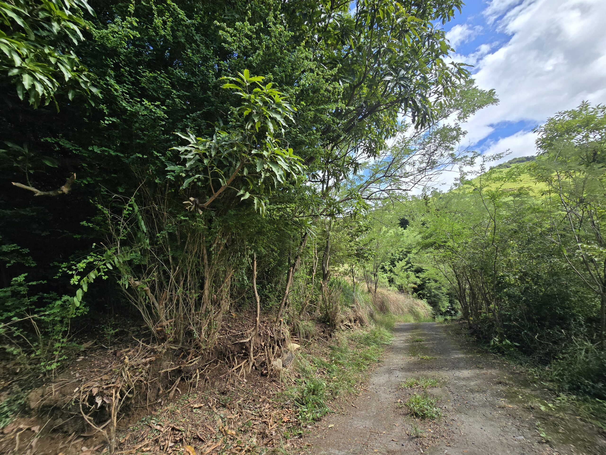 11,566 sqft residential lot for sale in Massacre, Dominica – EC$92,528 / US$34,654