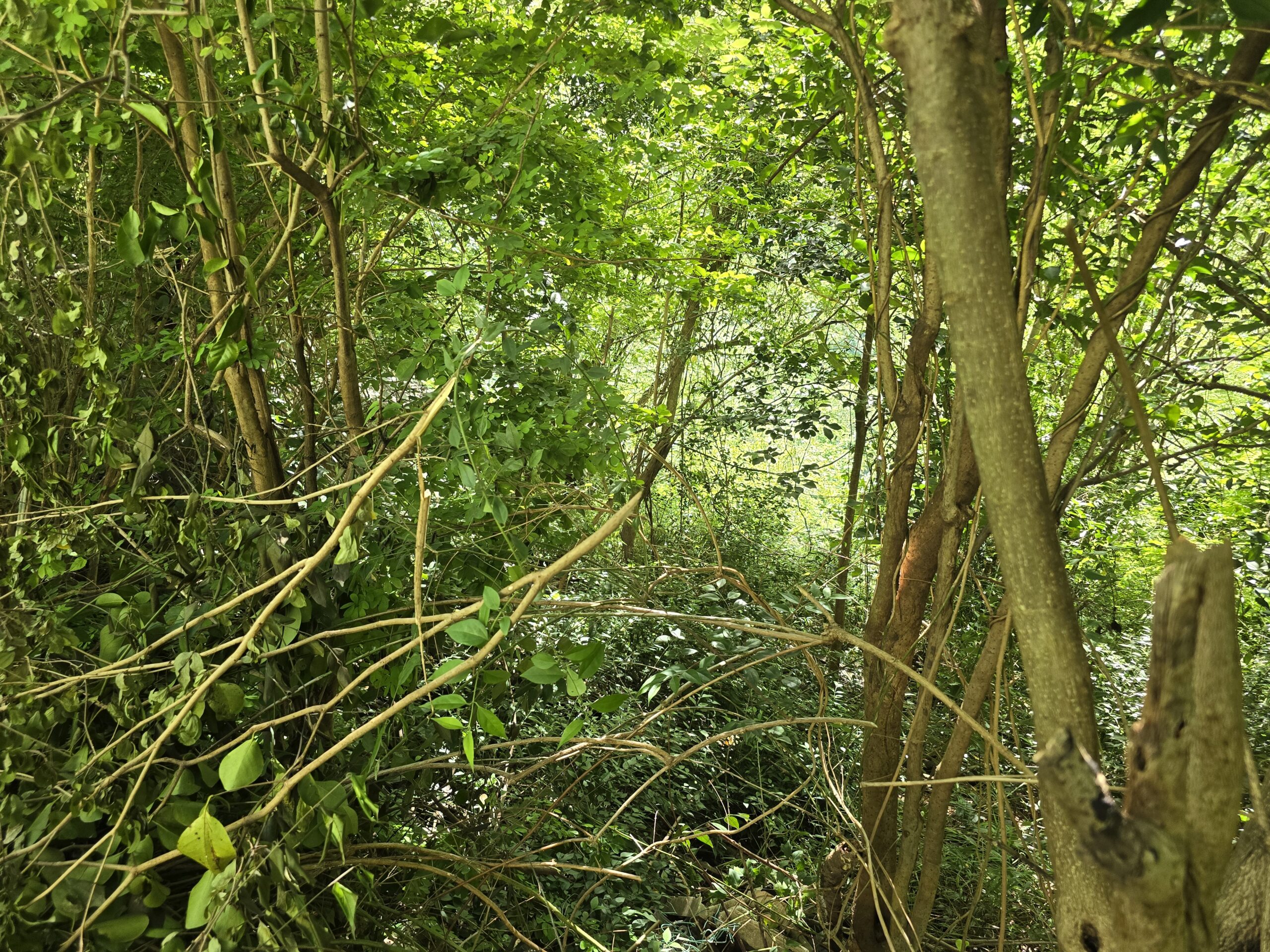 11,566 sqft residential lot for sale in Massacre, Dominica – EC$92,528 / US$34,654
