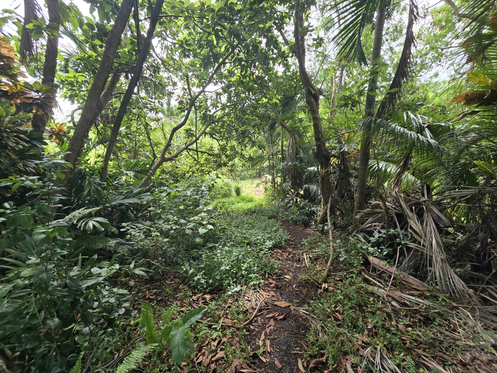 0.43 acre (18,730.8 sqft) residential lot for sale in Marigot, Dominica – EC$187,308 / US$70,153